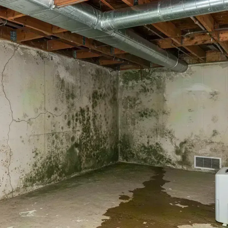 Professional Mold Removal in Aberdeen, ID